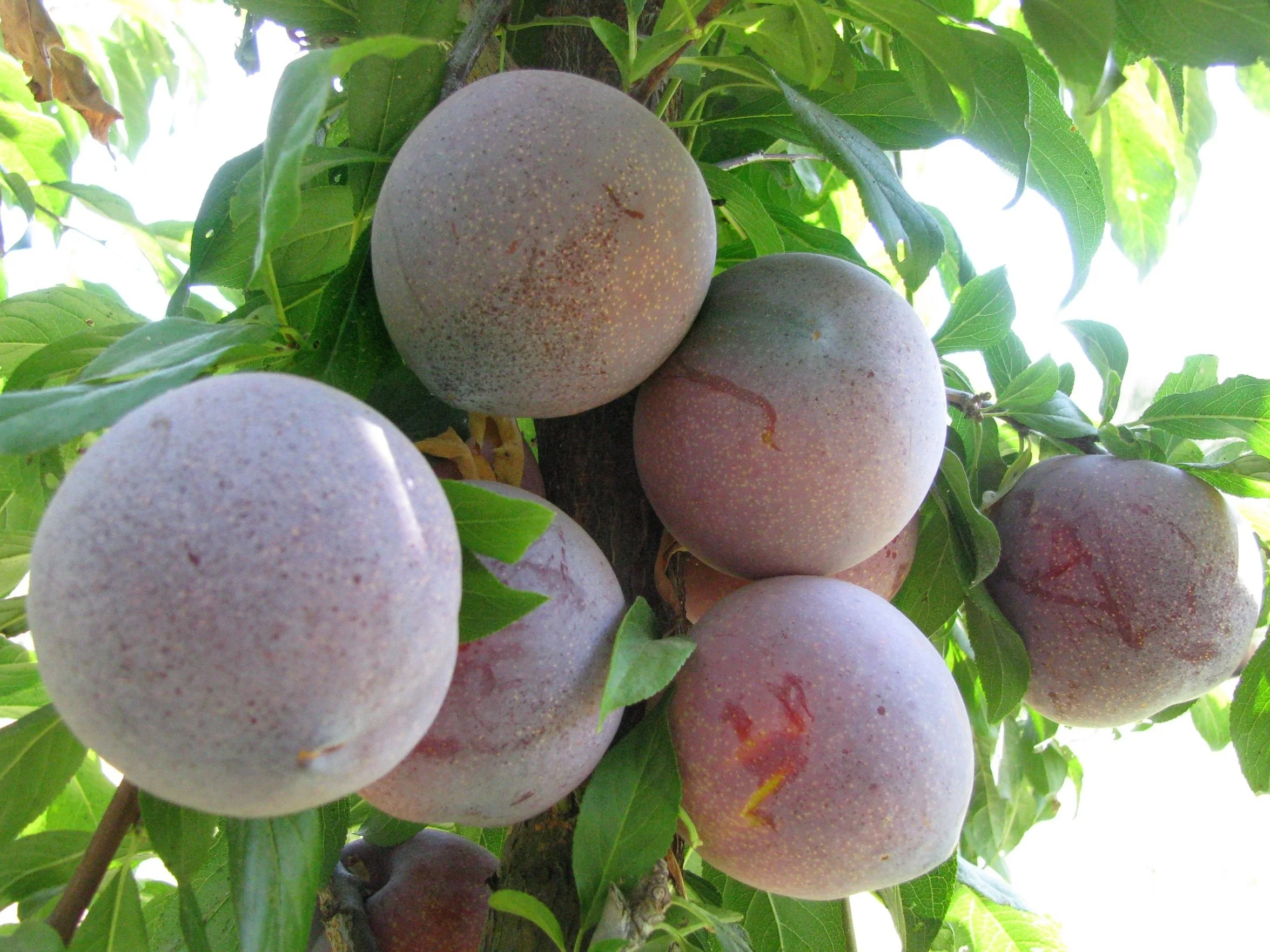 Plum ページ Plum · #885472 · Name · Color